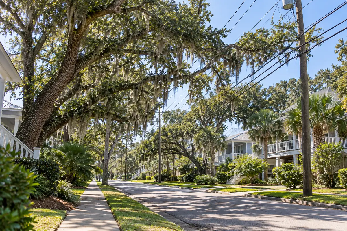 Live oak branches growing into overhead power lines along a residential street in the Charleston area